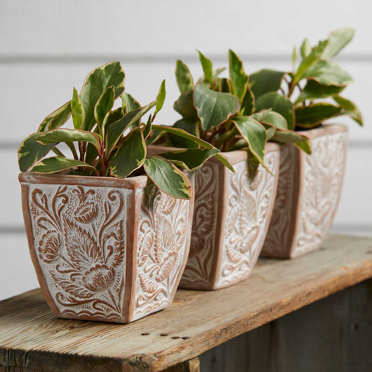 Solstice Blooms Terracotta Planter- Sold Individually (*Local Pickup/Local Delivery Only)