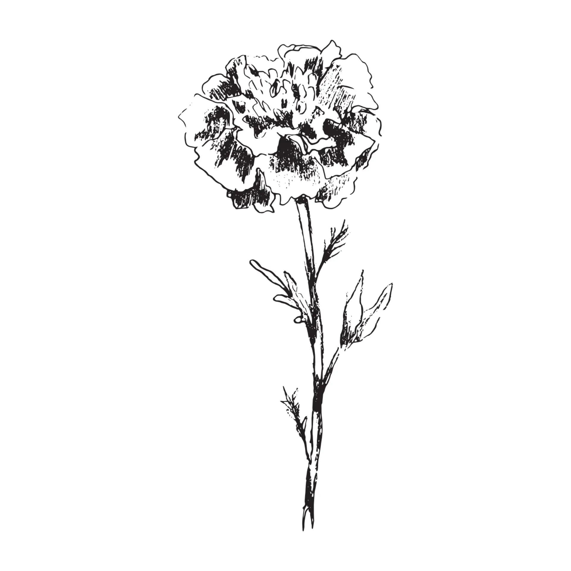 Black & White Floral Greeting Card- Assorted Designs- Sold Individually