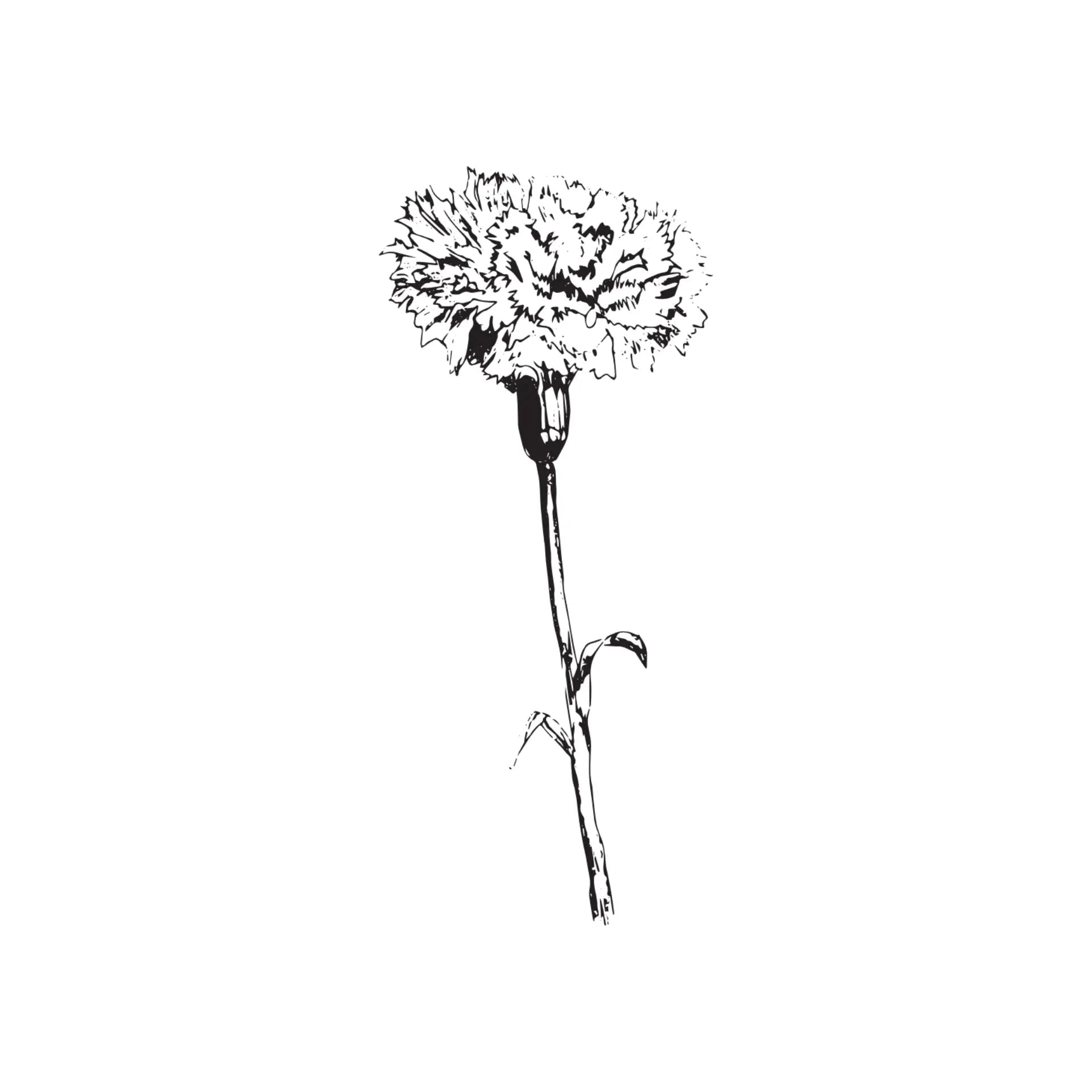 Black & White Floral Greeting Card- Assorted Designs- Sold Individually