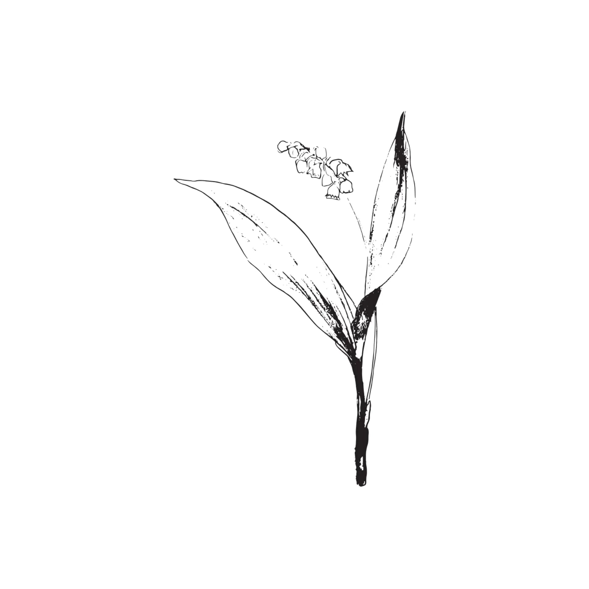 Black & White Floral Greeting Card- Assorted Designs- Sold Individually