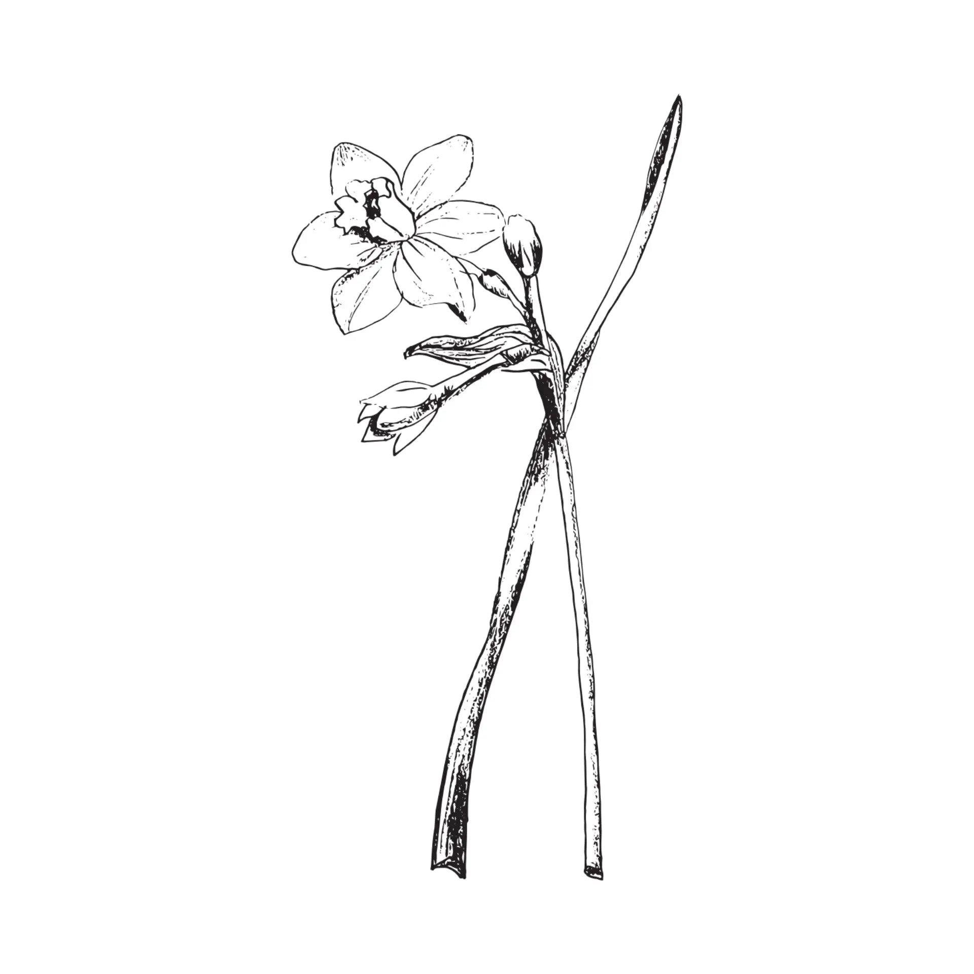 Black & White Floral Greeting Card- Assorted Designs- Sold Individually
