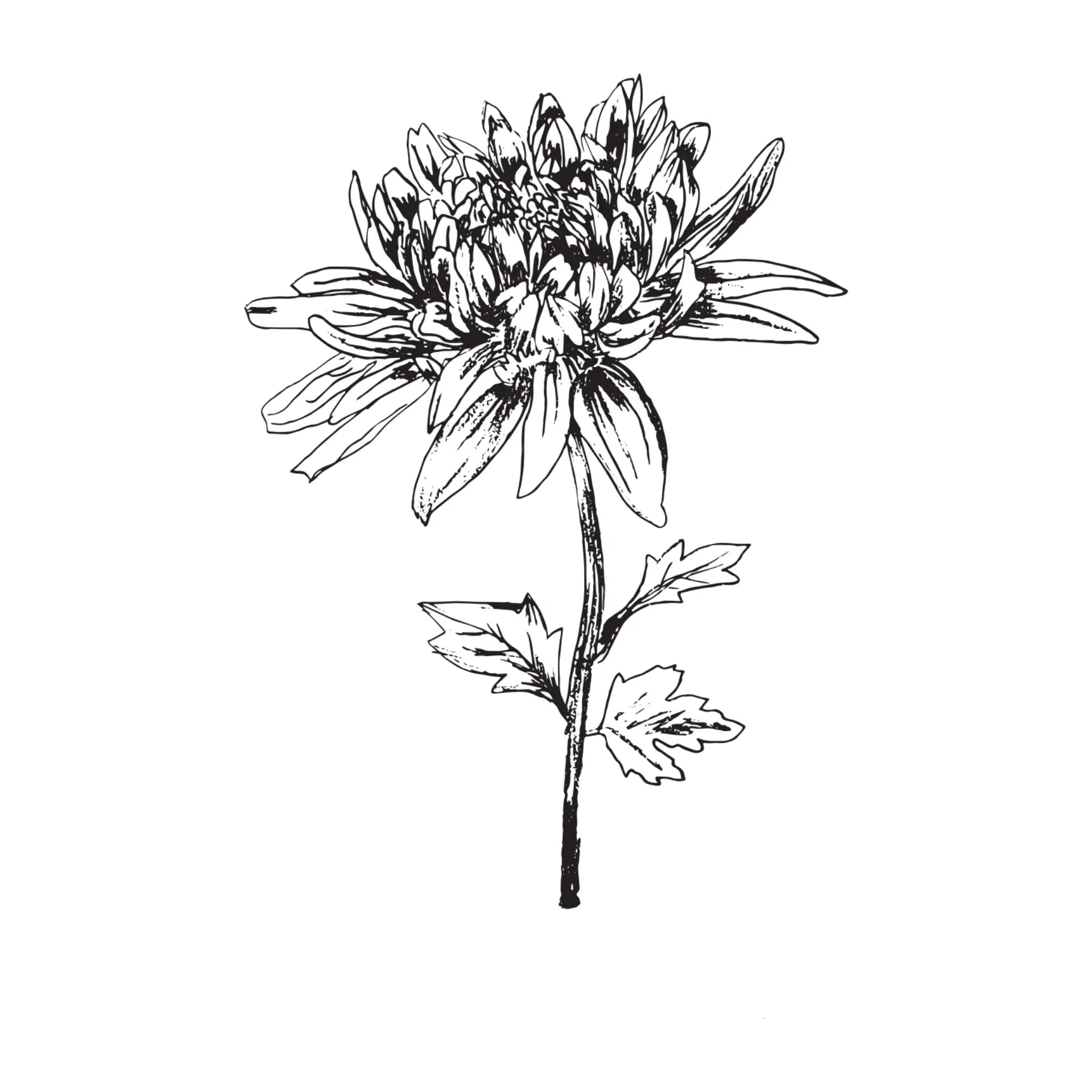 Black & White Floral Greeting Card- Assorted Designs- Sold Individually