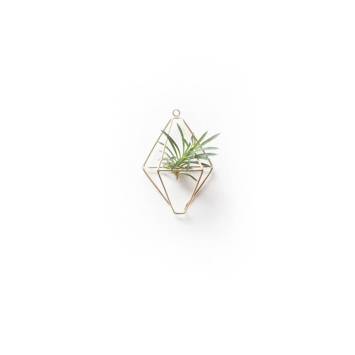 Brass Wall Planter - Assorted Sizes- Sold Individually