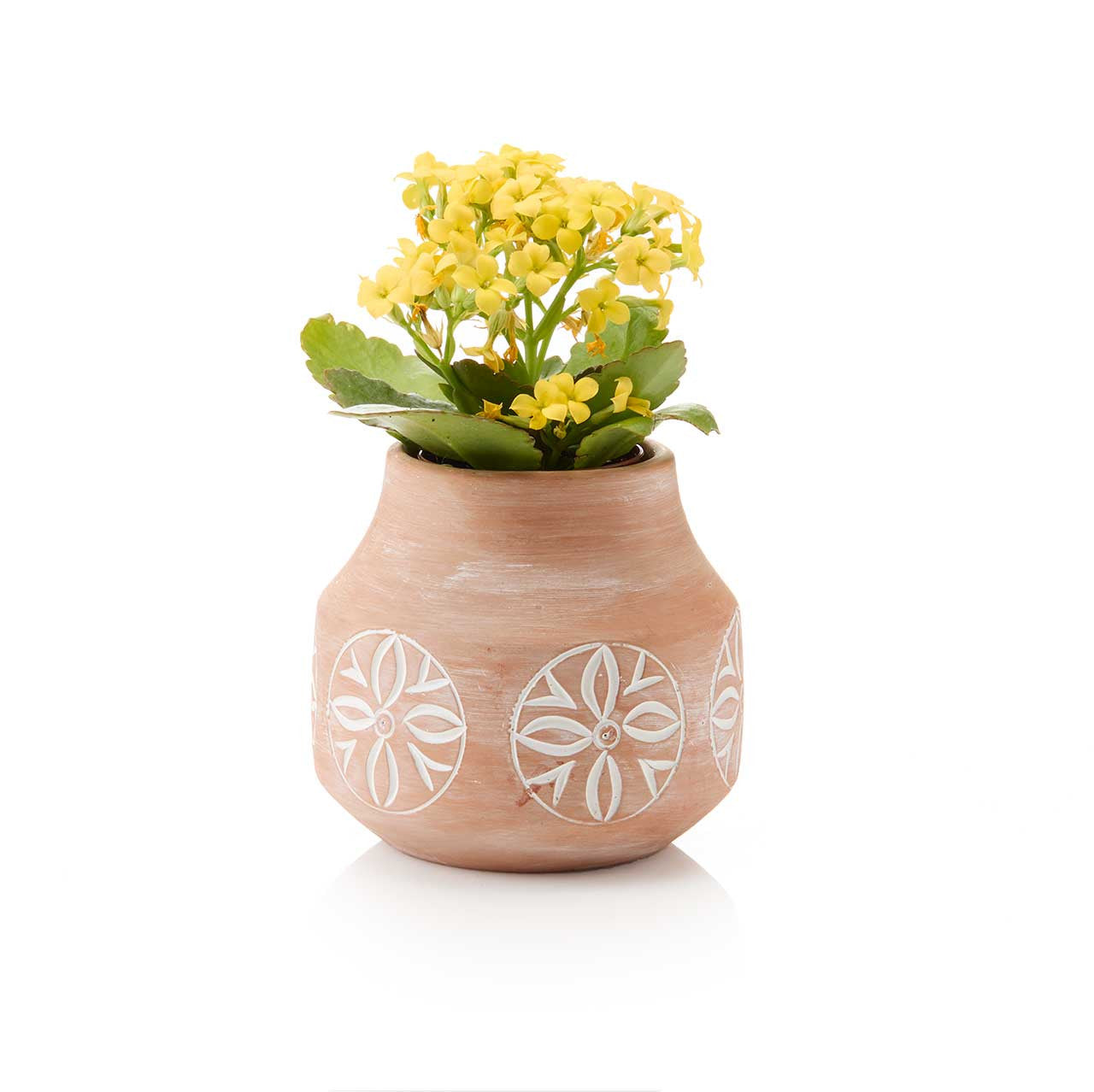 Desert Blossom Terracotta Planter (*Local Pickup/Local Delivery Only)