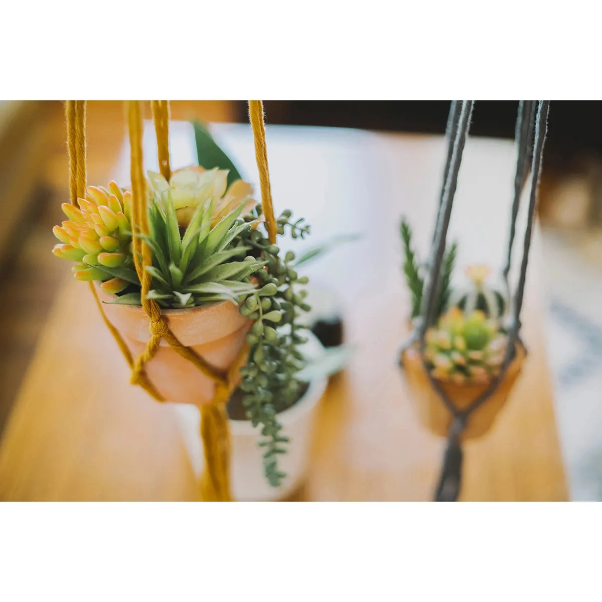 Flourish Plant Hanger- Assorted Colors- Sold Individually