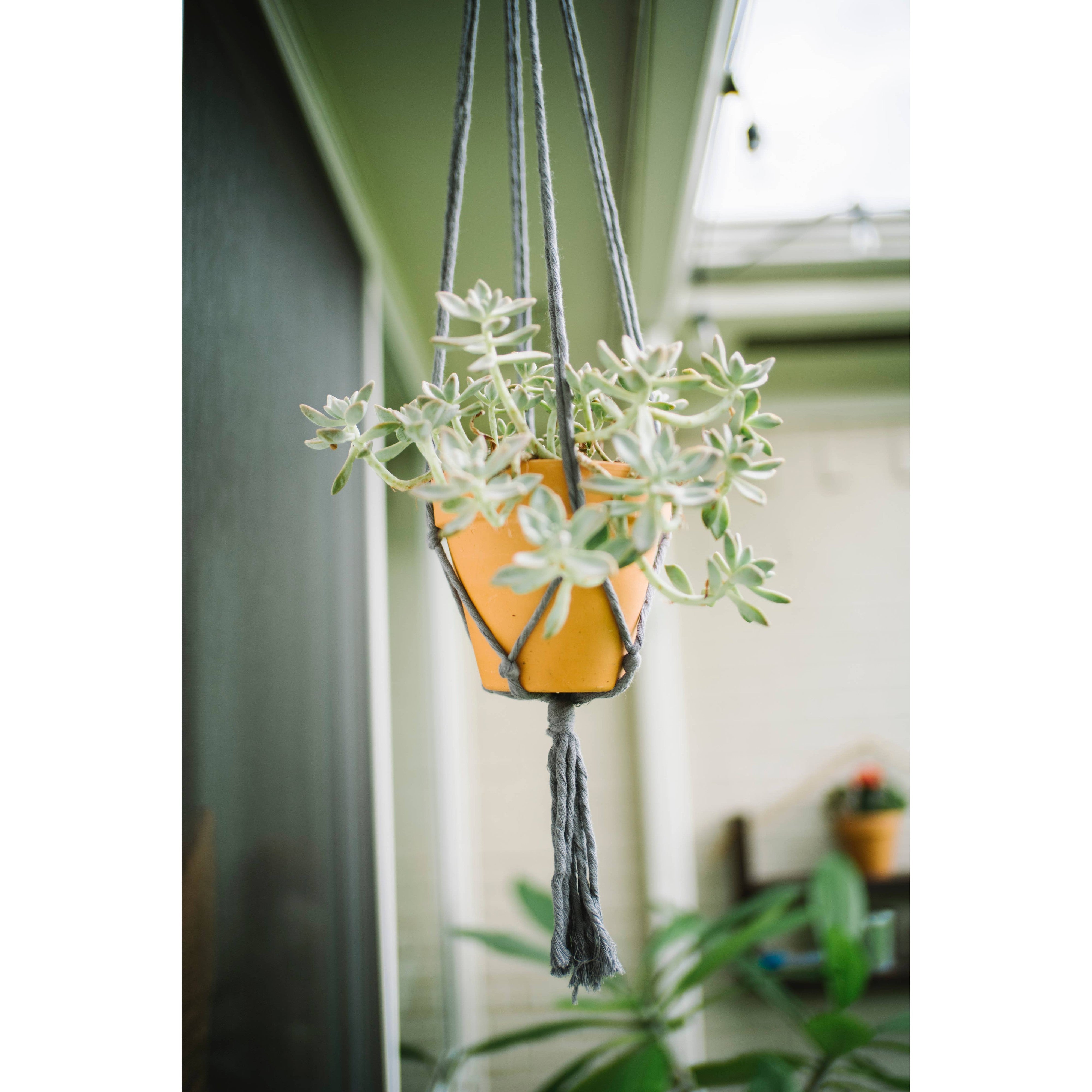 Flourish Plant Hanger- Assorted Colors- Sold Individually