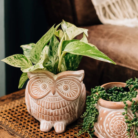 Owl Planter (*Local Pickup/ Local Delivery Only)
