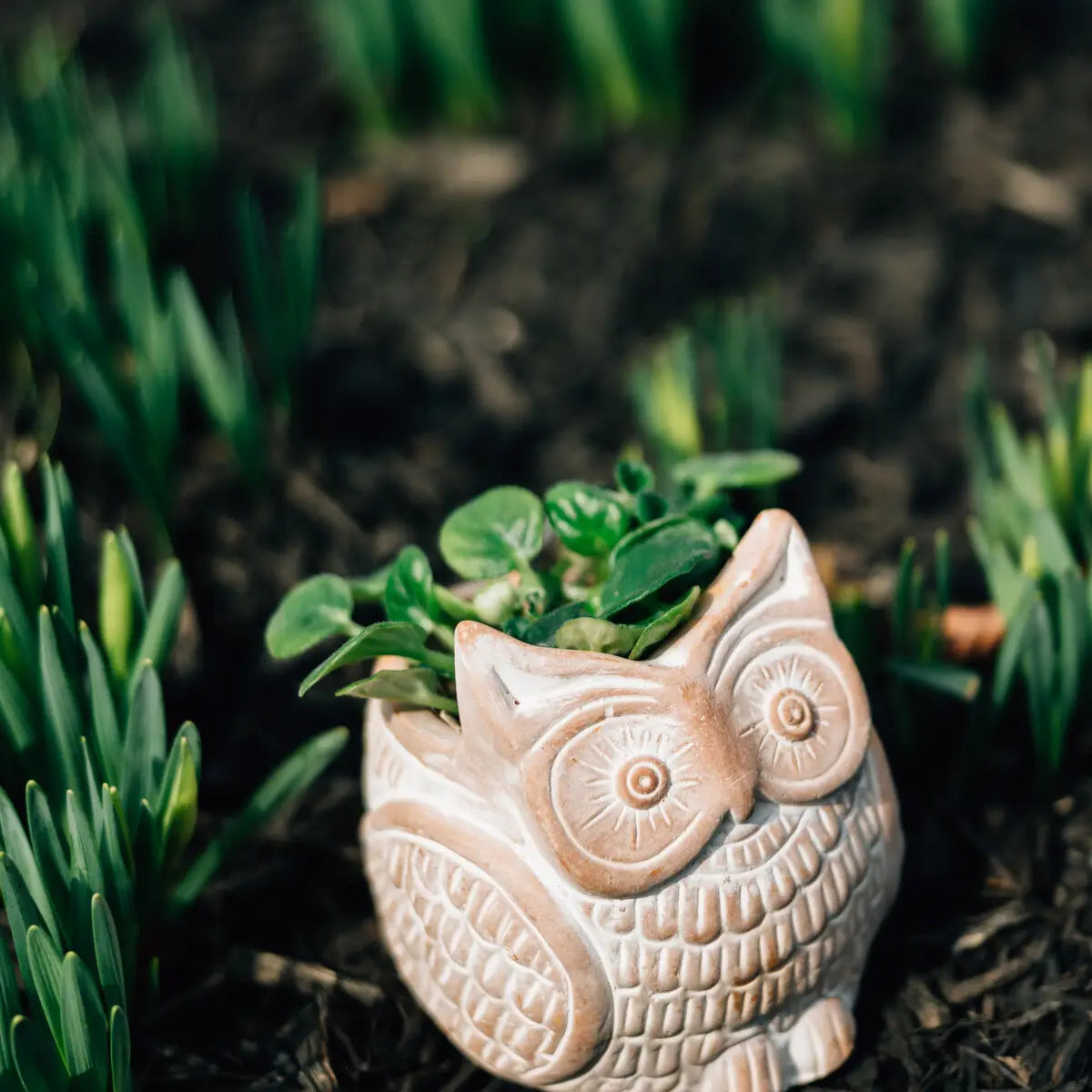 Petite Owl Planter (* Local Pickup / Local Delivery Only)