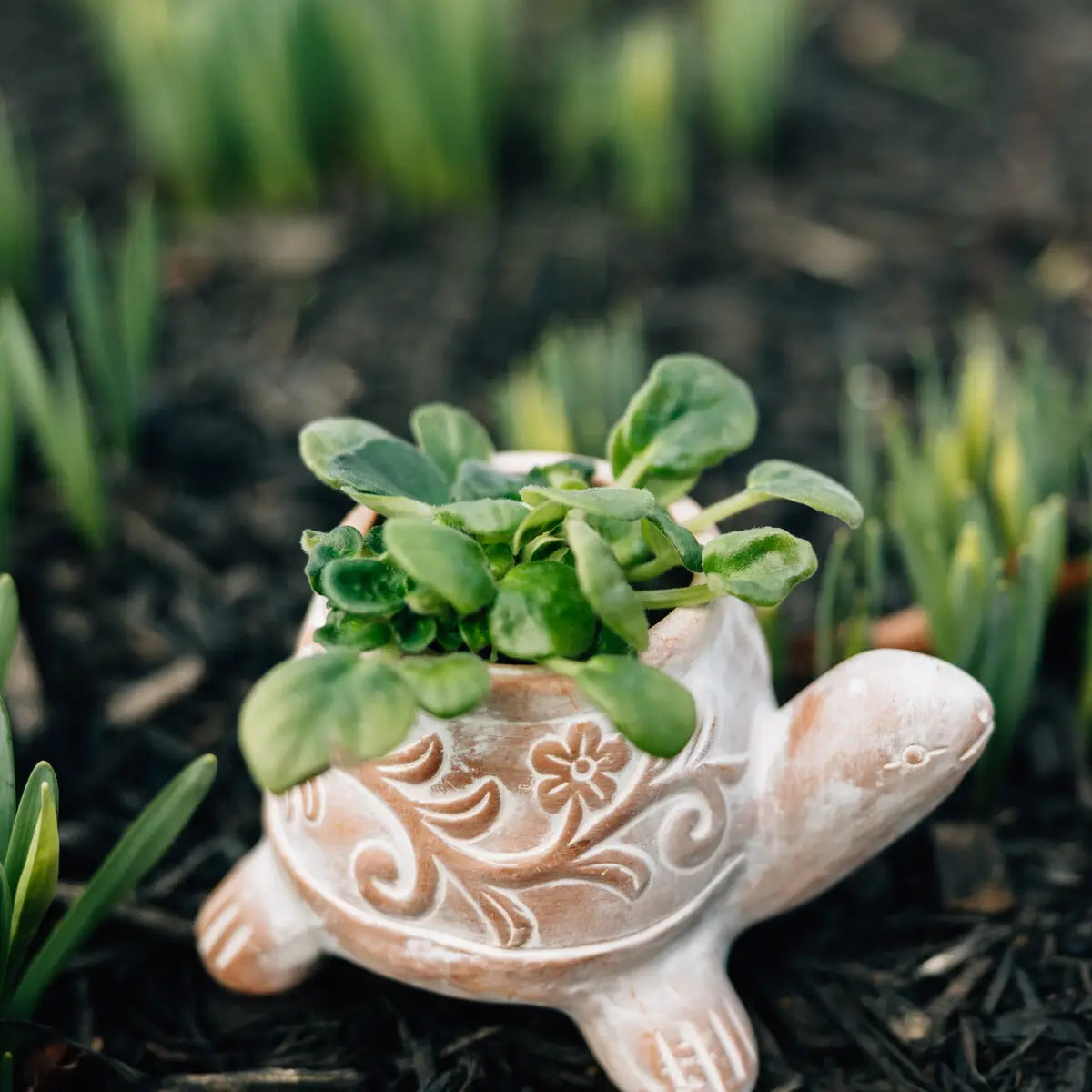 Tanak Turtle Planter (* Local Pickup / Local Delivery Only)