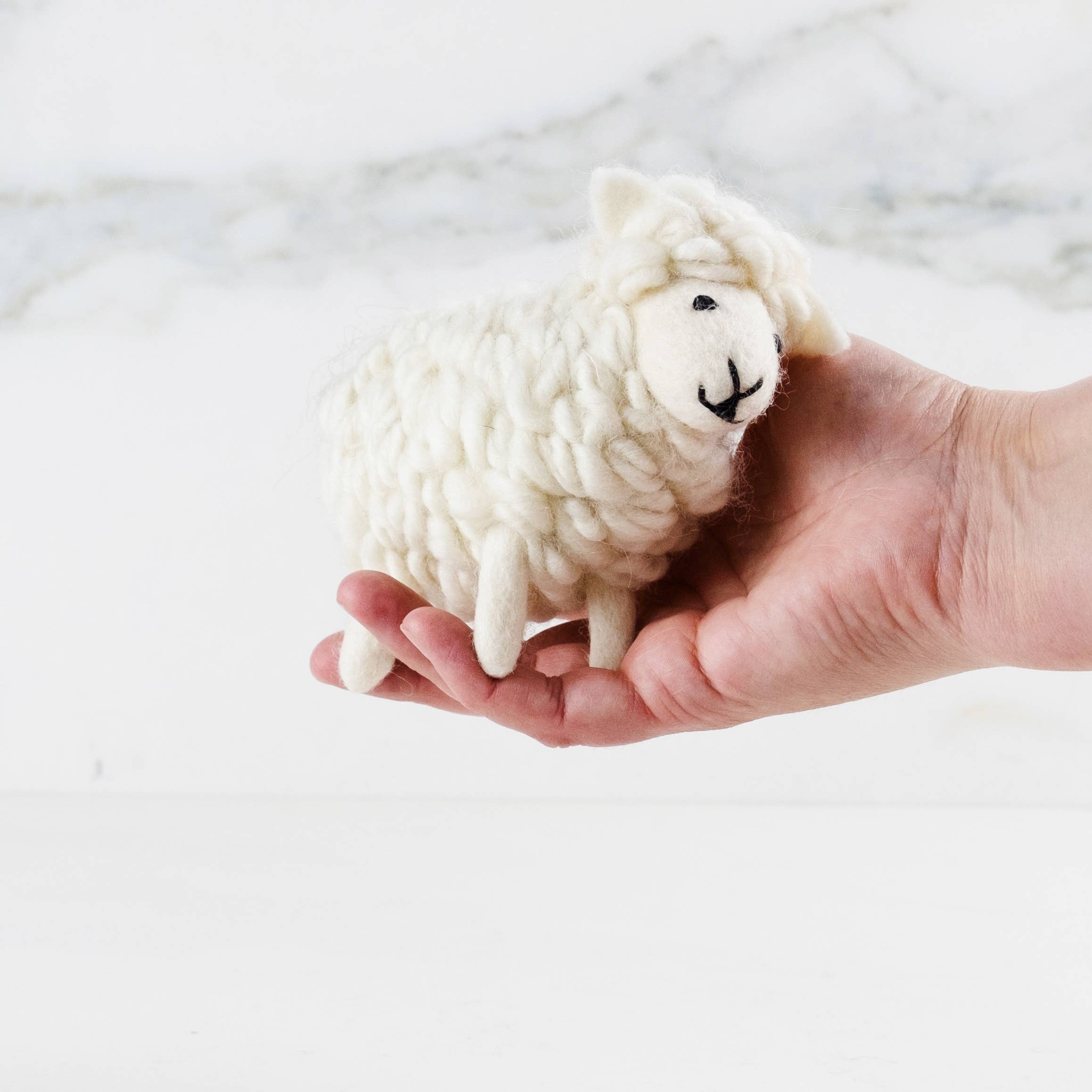 White Wool Sheep