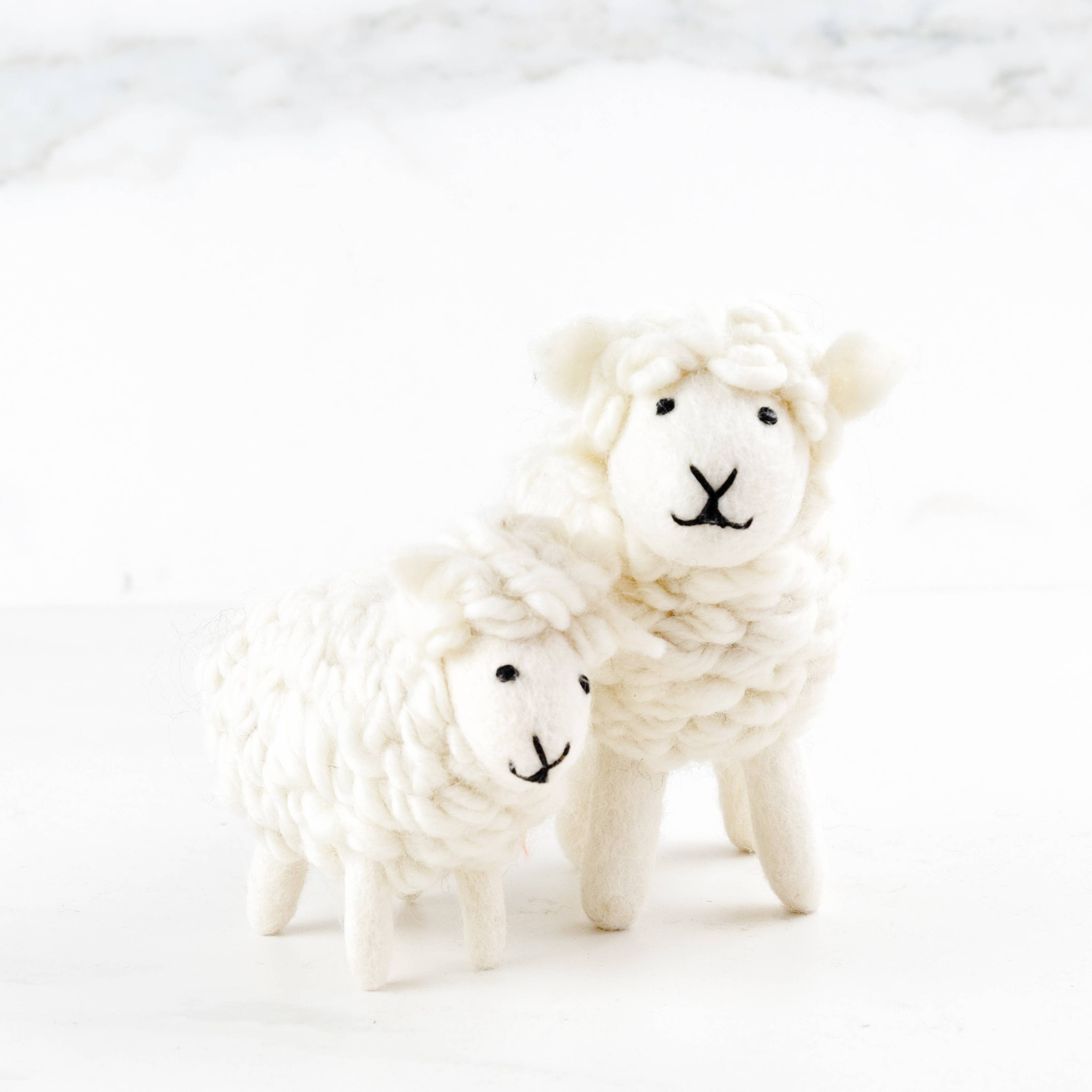 White Wool Sheep