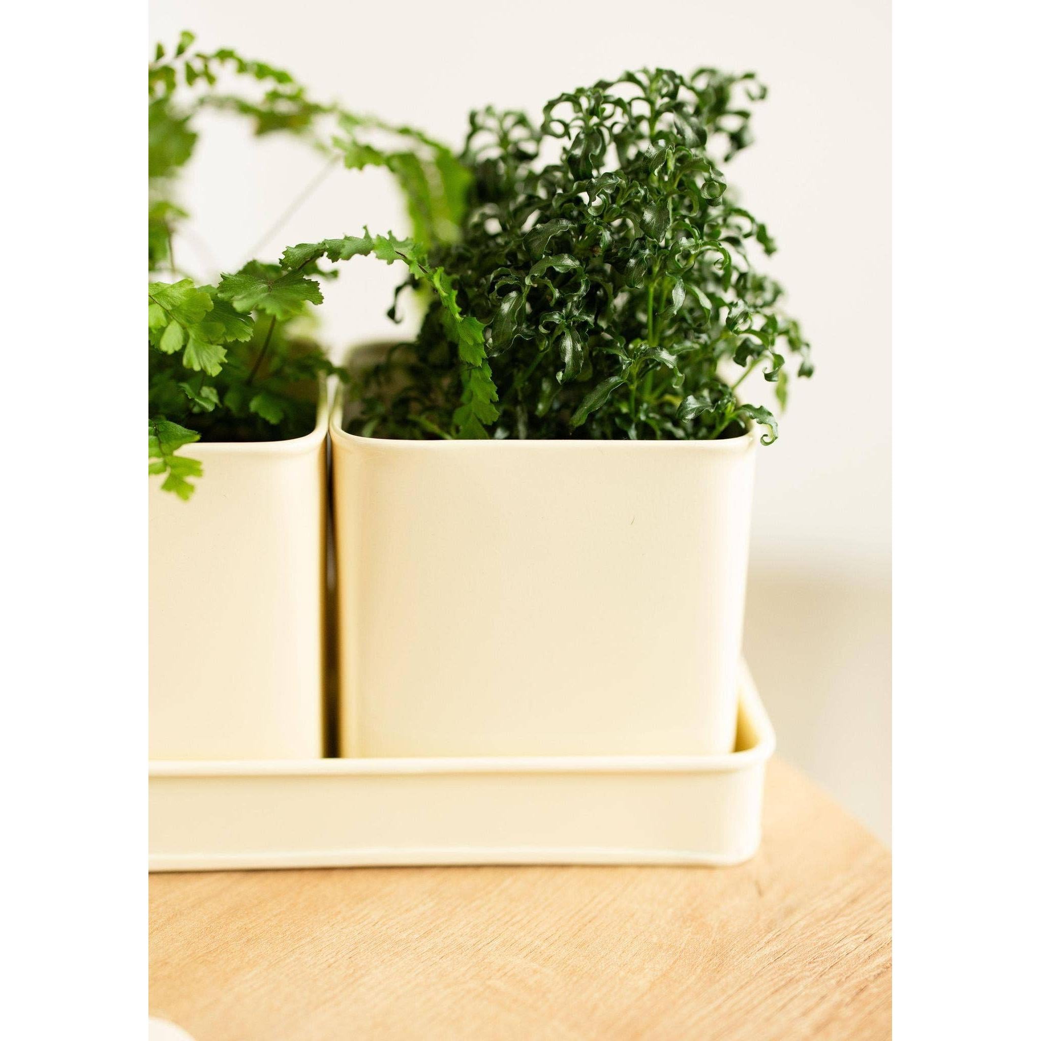 Window Planter Trio + Tray (*Local Pickup/Local Delivery Only)