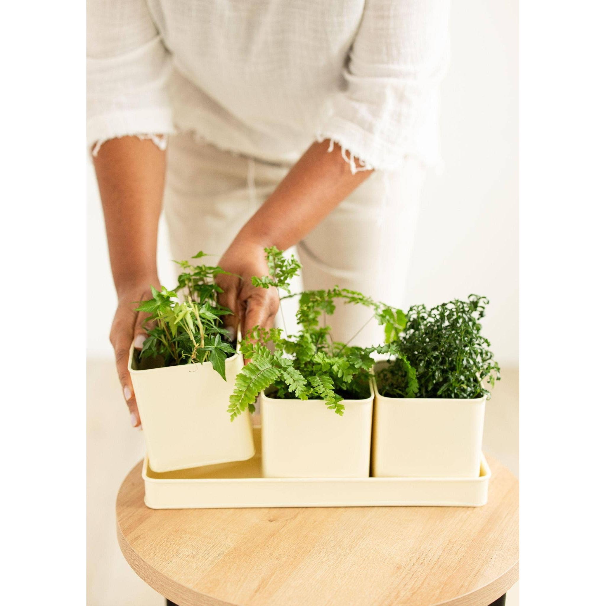 Window Planter Trio + Tray (*Local Pickup/Local Delivery Only)